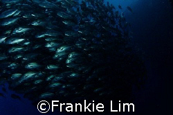 school of Jack  by Frankie Lim 